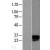 Western Blot: Kallikrein 6 Lysate [NBL1-12354] - Western Blot experiments. 
Left-Control; Right -Over-expression Lysate for KLK6